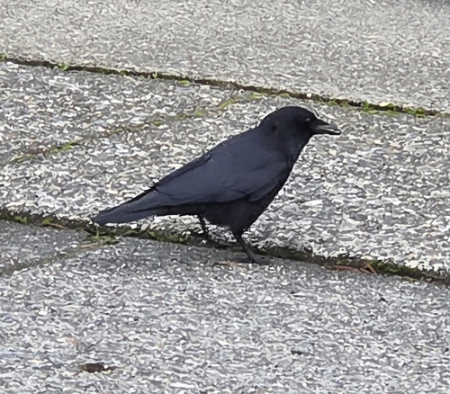 American Crow