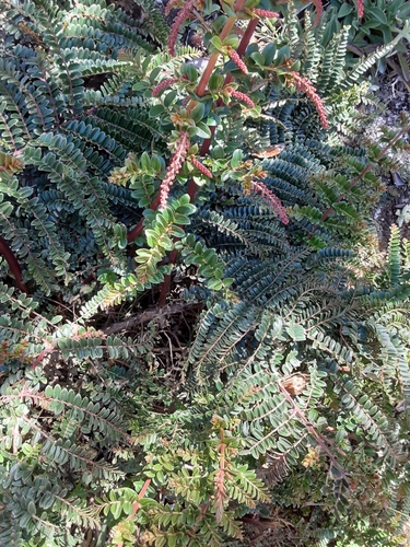 Coriaria microphylla observed 2020-01-31