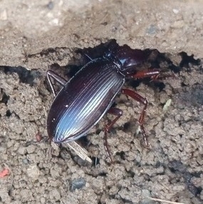Nebria alpicola
