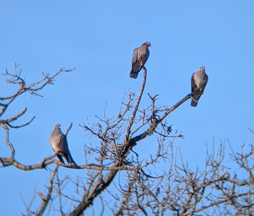 Band-tailed Pigeon (Patagioenas fasciata), photo 4