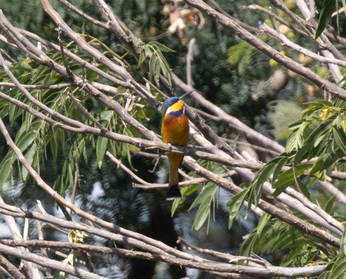 Ethiopian Bee-eater (Merops lafresnayii), photo 6