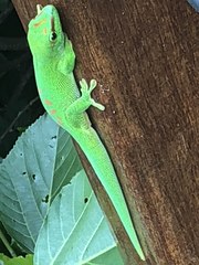 Phelsuma grandis