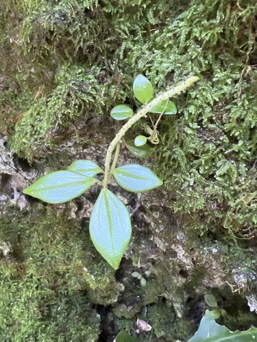 Peperomia mariannensis observed 2026-01-11