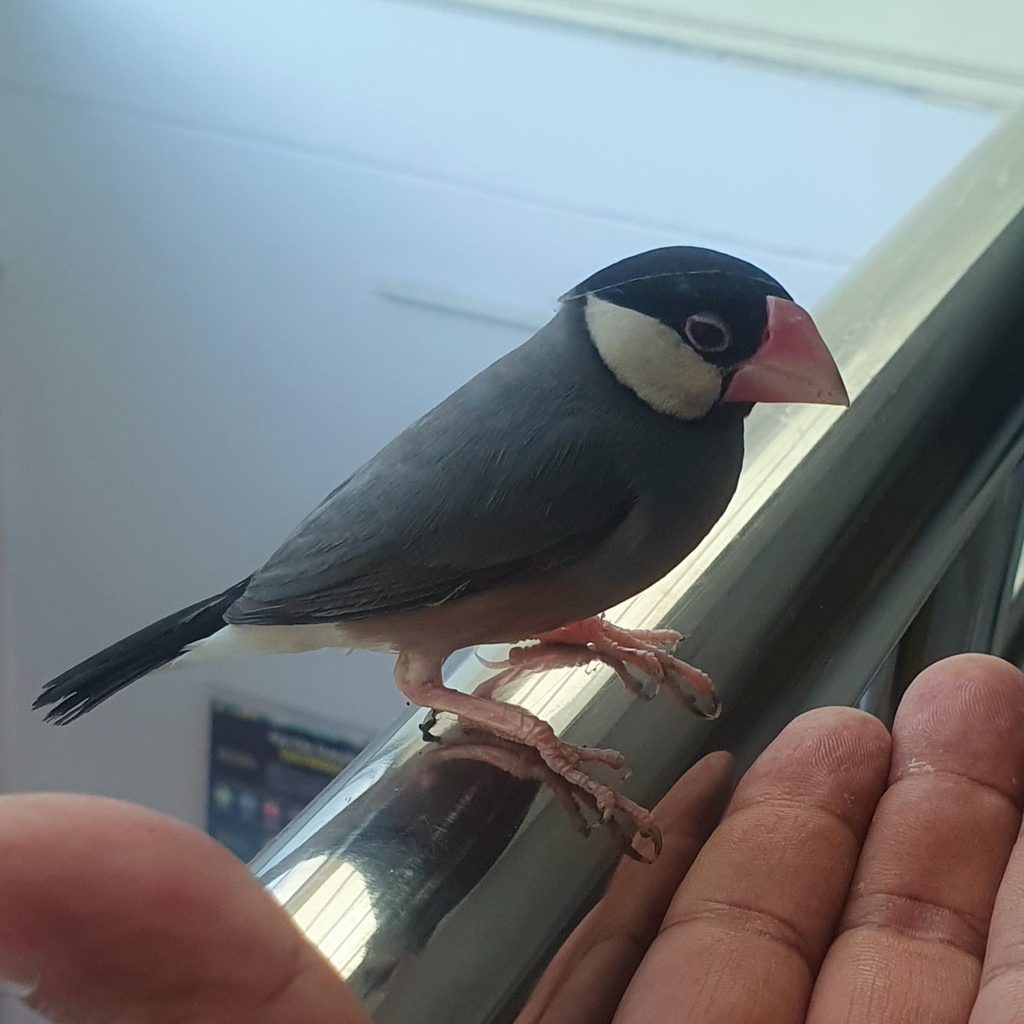 Java Sparrow (Lonchura oryzivora)