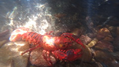 Euastacus australasiensis