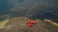 Euastacus australasiensis