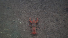 Euastacus