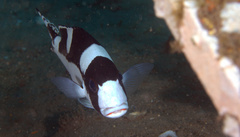 Plectorhinchus pica