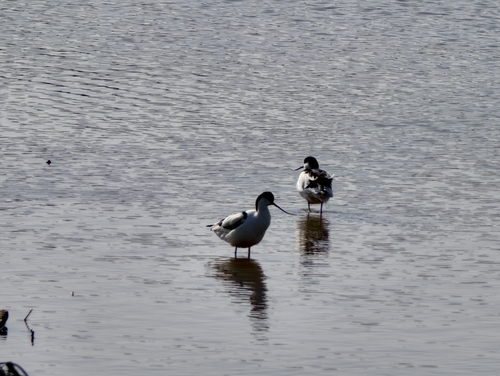 Pied Avocet