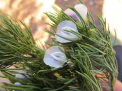 Psoralea kougaensis