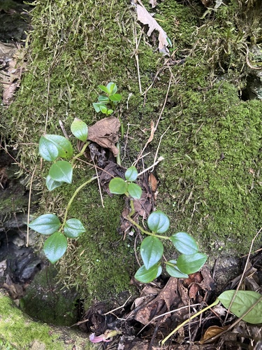 Peperomia mariannensis observed 2026-01-11