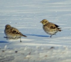 Melanocorypha yeltoniensis