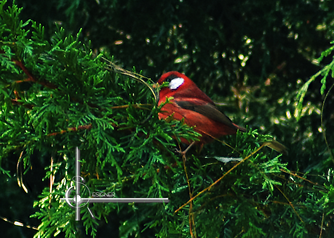 Red Warbler (Cardellina rubra), photo 5