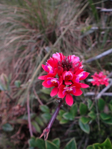 Epidendrum holstii Hágsater & Carnevali 2