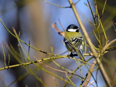Parus major