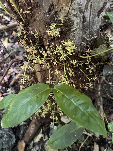 Syzygium thompsonii observed 2026-01-11