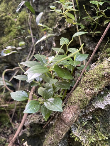 Peperomia mariannensis observed 2026-01-11