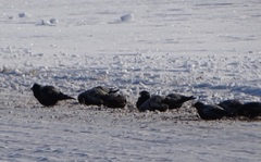 Melanocorypha yeltoniensis