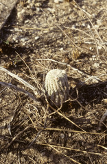 Echinocereus ctenoides