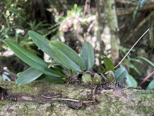 Bulbophyllum longiflorum observed 2026-01-11