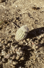 Echinocereus ctenoides