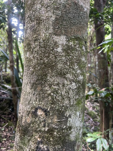 Drypetes dolichocarpa observed 2026-01-11