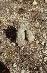 Echinocereus ctenoides
