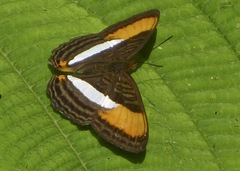 Adelpha cytherea