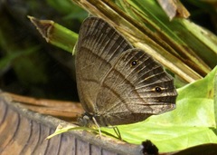 Yphthimoides renata