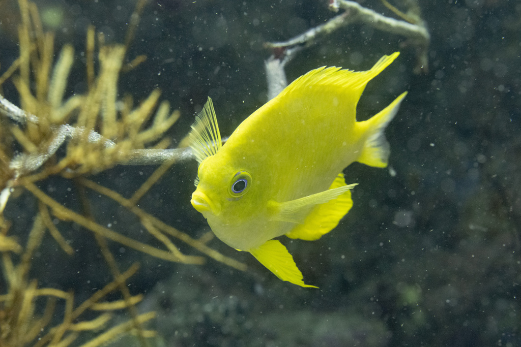 Golden Damsel
