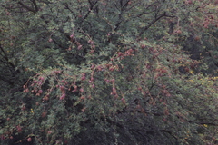 Cephalotelium macowanianum