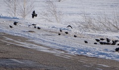 Melanocorypha yeltoniensis