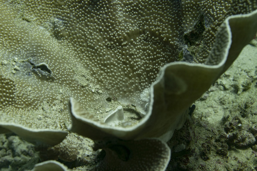 Salad Coral