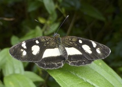 Eresia
