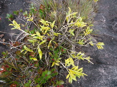 Epidendrum reclinatum