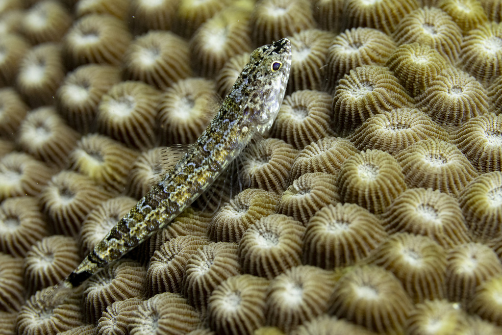 Lighthouse lizardfish