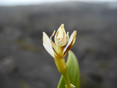 Epidendrum reclinatum