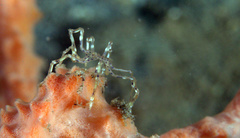 Endeis flaccida