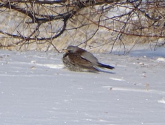 Turdus pilaris