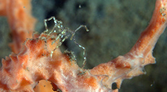 Endeis flaccida