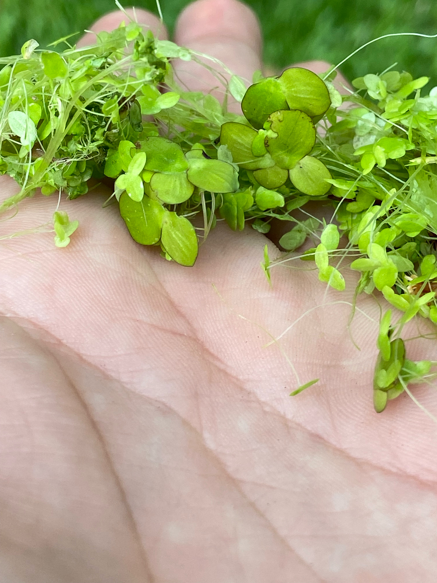 Spirodela polyrhiza (Spirodela polyrhiza)