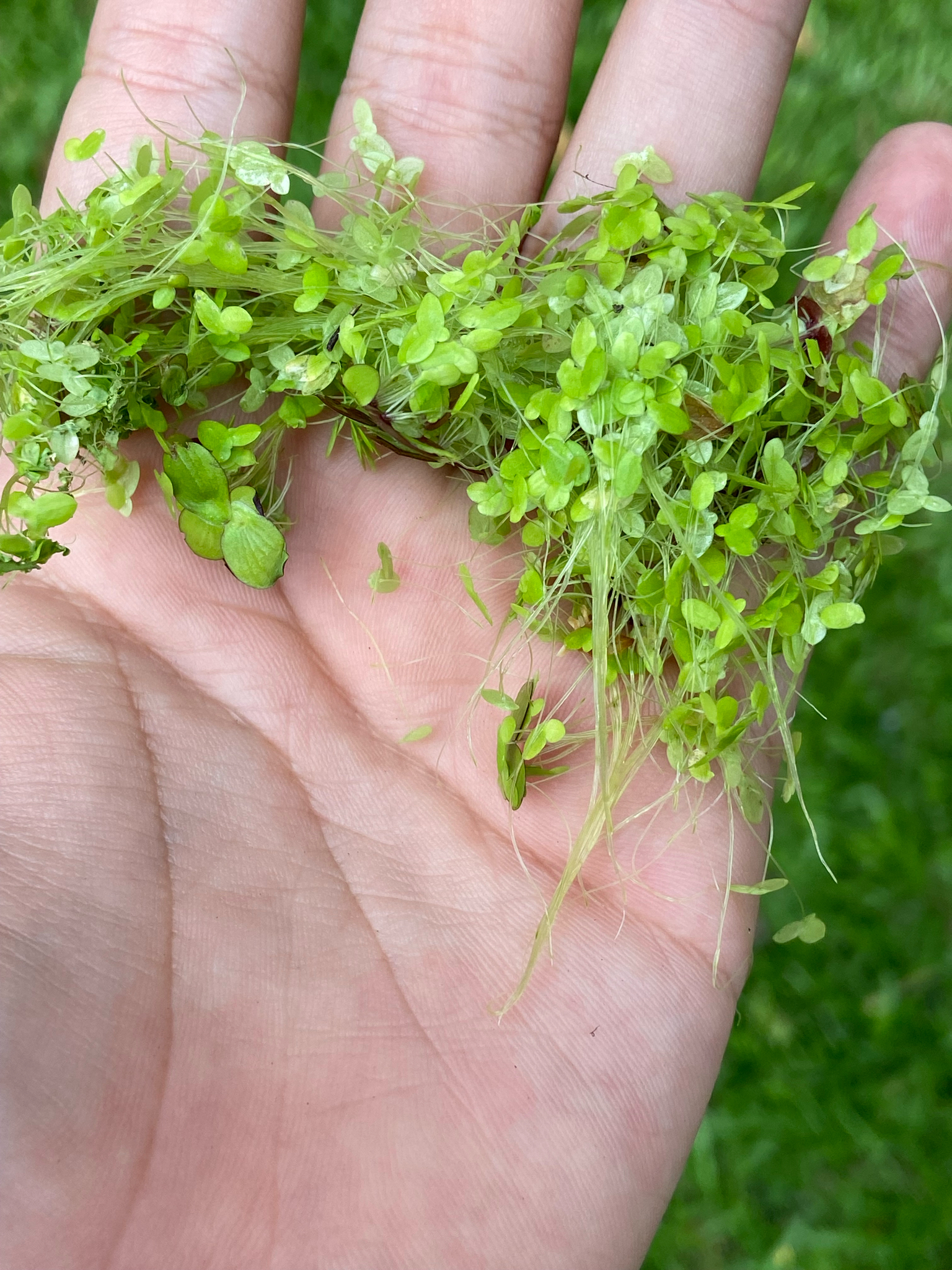 Duckweed