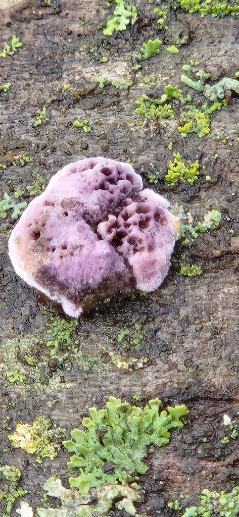 Chondrostereum purpureum · January 2026 · photo: © chalax91 (iNaturalist, cc-by-sa)
