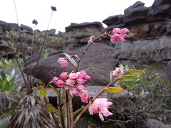 Epidendrum montigenum