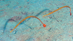 Dunckerocampus pessuliferus