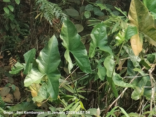 Giant swamp-taro (Cyrtosperma merkusii)