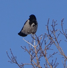 Corvus cornix
