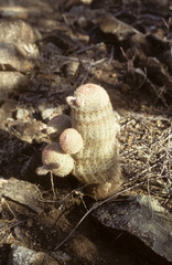 Echinocereus pectinatus rutowiorum
