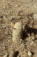 Echinocereus pectinatus rutowiorum