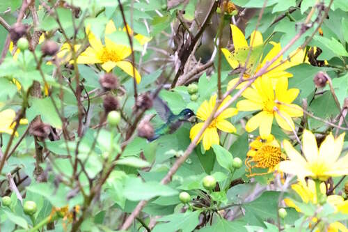 Violet-headed Hummingbird (Klais guimeti), photo 4